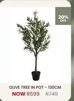 Decofurn OLIVE TREE IN POT offer