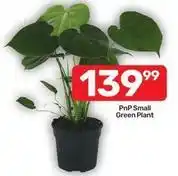 Pick n Pay Small green plant offer