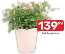 Pick n Pay Roses offer