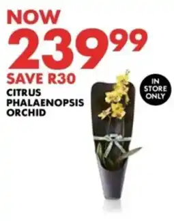 Woolworths Citrus Phalaenopsis Orchid offer