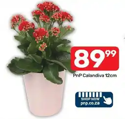 Pick n Pay Liquor PnP Calandiva 12cm offer