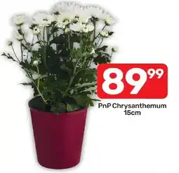 Pick n Pay Liquor PnP Chrysanthemum offer