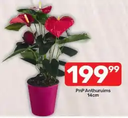 Pick n Pay Hypermarket PnP Anthuriums offer