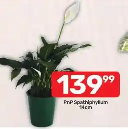 Pick n Pay Hypermarket PnP Spathiphyllum offer