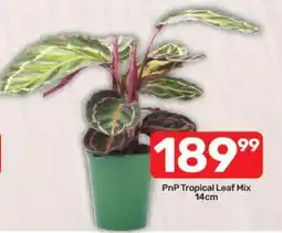 Pick n Pay Hypermarket PnP Tropical Leaf Mix offer