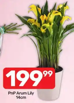 Pick n Pay Hypermarket PnP Arum Lily offer