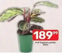Pick n Pay Pnp tropical leaf mix offer