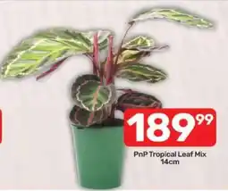 Pick n Pay PnP Tropical Leaf Mix 14cm offer
