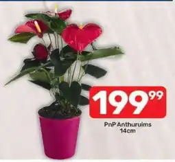 Pick n Pay PnP Anthuruims 14cm offer