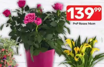 Pick n Pay Hypermarket PnP Roses 14cm offer