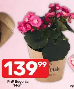 Pick n Pay Hypermarket PnP Begonia offer