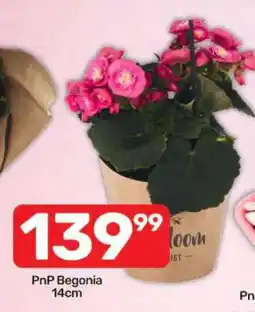 Pick n Pay PnP Begonia 14cm offer