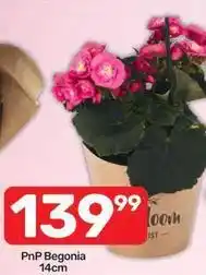 Pick n Pay Pnp begonia offer