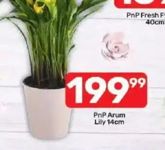 Pick n Pay PnP Arum Lily offer
