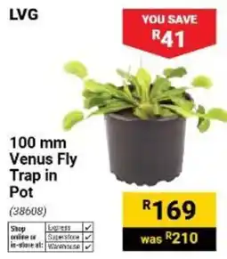 Builders Warehouse LVG 100 mm Venus Fly Trap in Pot offer