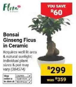 Builders Warehouse Flora Bonsai Ginseng Ficus in Ceramic offer