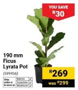 Builders Warehouse Ficus Lyrata Pot offer