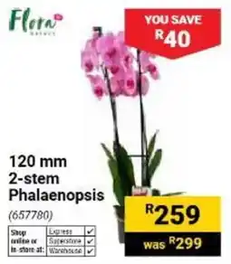 Builders Warehouse Flora Beauty 120 mm 2-stem Phalaenopsis offer