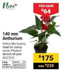 Builders Warehouse Flora 140 mm Anthurium offer
