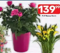 Pick n Pay PnP Roses offer