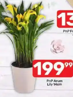 Pick n Pay PnP Arum Lily offer