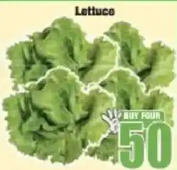 Boxer Lettuce offer