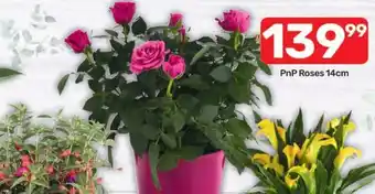 Pick n Pay Hypermarket PnP Roses 14cm offer