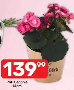 Pick n Pay Hypermarket PnP Begonia offer