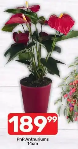 Pick n Pay Hypermarket PnP Anthuriums offer