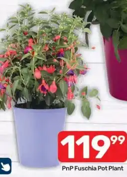 Pick n Pay Hypermarket PnP Fuschia Pot Plant offer