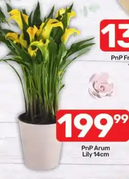 Pick n Pay Hypermarket PnP Arum Lily offer