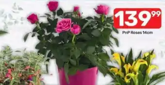 Pick n Pay PnP Roses 14cm offer