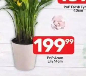 Pick n Pay PnP Arum Lily offer