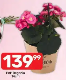 Pick n Pay PnP Begonia offer