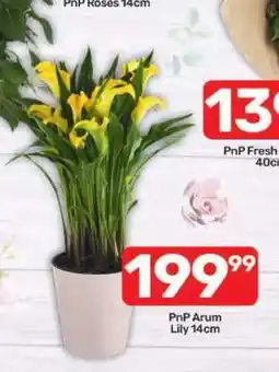 Pick n Pay PnP Arum Lily 14cm offer