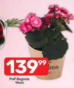 Pick n Pay PnP Begonia 14cm offer