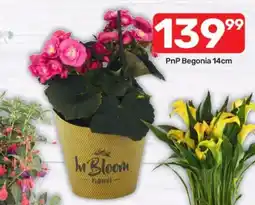 Pick n Pay Hypermarket PnP Begonia 14cm offer