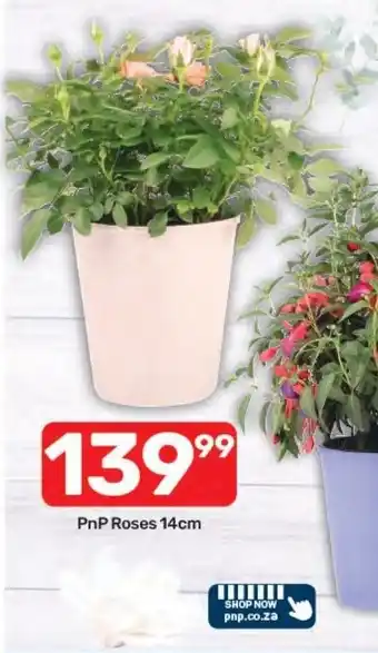 Pick n Pay Hypermarket PnP Roses 14cm offer
