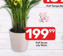 Pick n Pay Hypermarket PnP Arum Lily 14cm offer