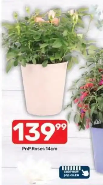 Pick n Pay PnP Roses 14cm offer