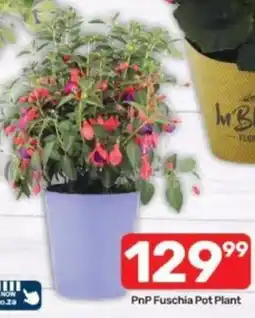 Pick n Pay PnP Fuschia Pot Plant offer