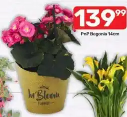 Pick n Pay PnP Begonia offer