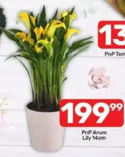 Pick n Pay PnP Arum Lily offer