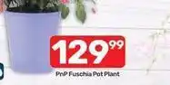 Pick n Pay Fuschia pot plant offer