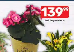 Pick n Pay PnP Begonia 14cm offer