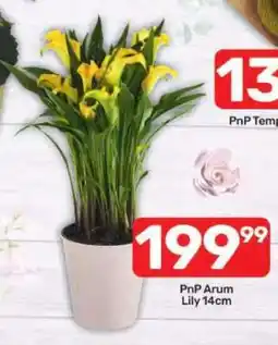 Pick n Pay PnP Arum Lily 14cm offer