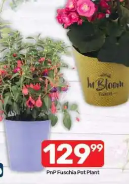 Pick n Pay PnP Fuschia Pot Plant offer