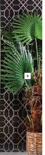 Builders Warehouse 1.3m Fan Palm Tree offer