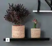 Shelfmate Floating Pine Shelf 742348