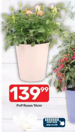 Pick n Pay Hypermarket PnP Roses 14cm offer